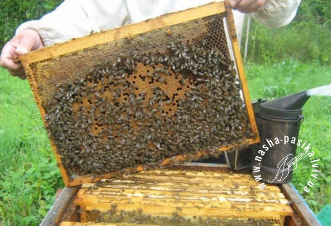 Пчеловодство для начинающих. Пчелопакеты 2021. Пчелопакеты 4-х рамочные. ПАСЕКАУФА.ру пчелопакеты. Пасека Уфа пчелопакеты.