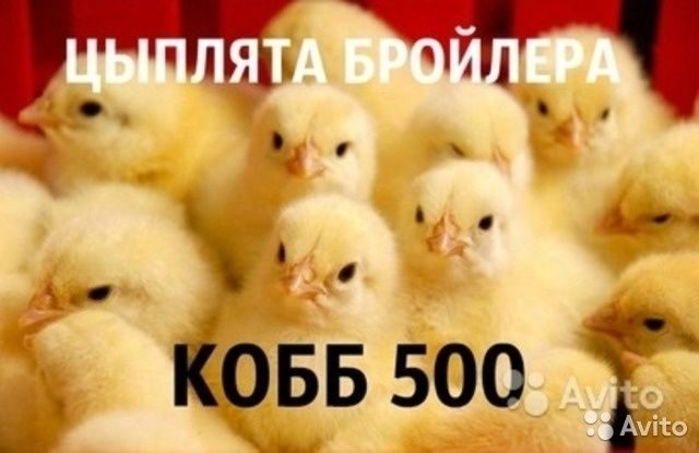 Купить Бройлеров Кобб 500