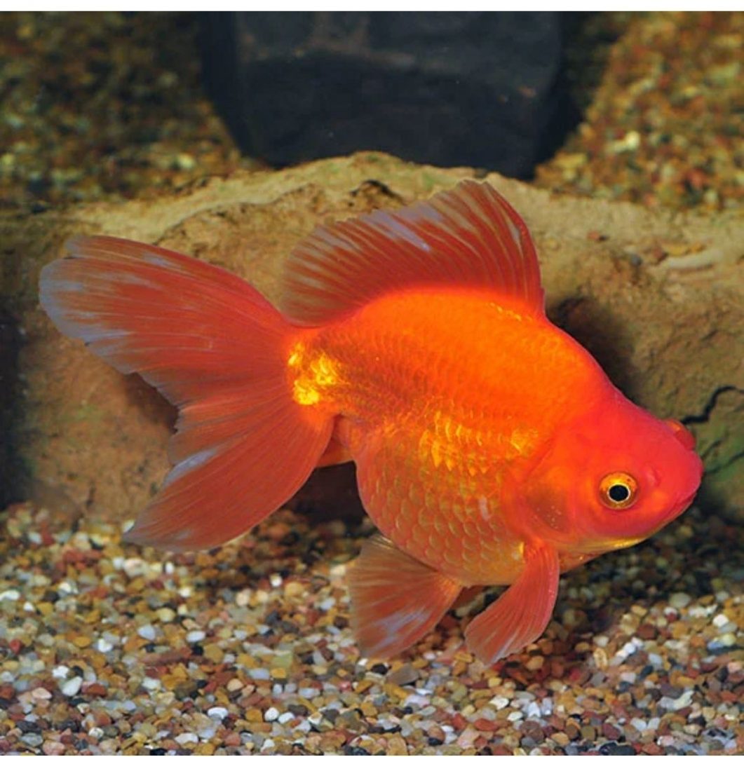Аквариумная рыба золотая рыбка. Фантейл рыбка. Риукин телескоп. Рюкин. Ryukin Goldfish.