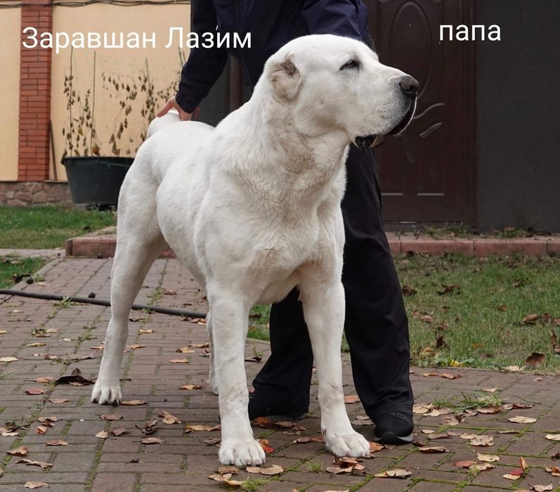 Порода Алабай Фото Характеристика