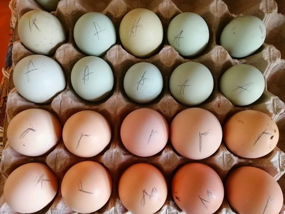 Купить яйцо инкубационное алтайский. Инкубационное яйцо. Инкубационное яйцо голубые. Инкубаторские яйца. Инкубационные яйца голубей.