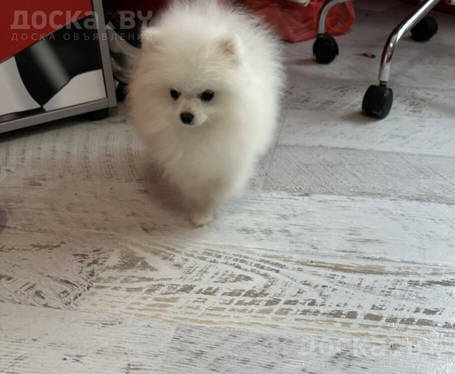 Померанский шпиц