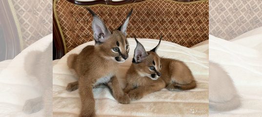 Каракет Кошка Цена Фото