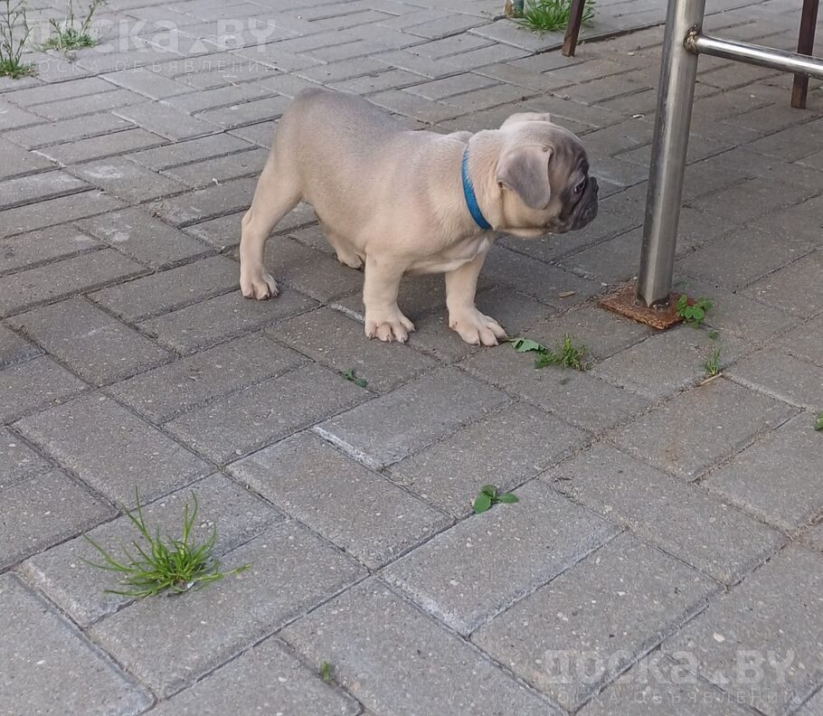 Французский бульдог