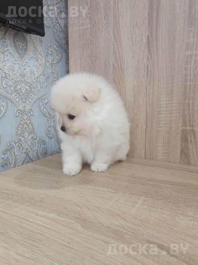 Померанский шпиц