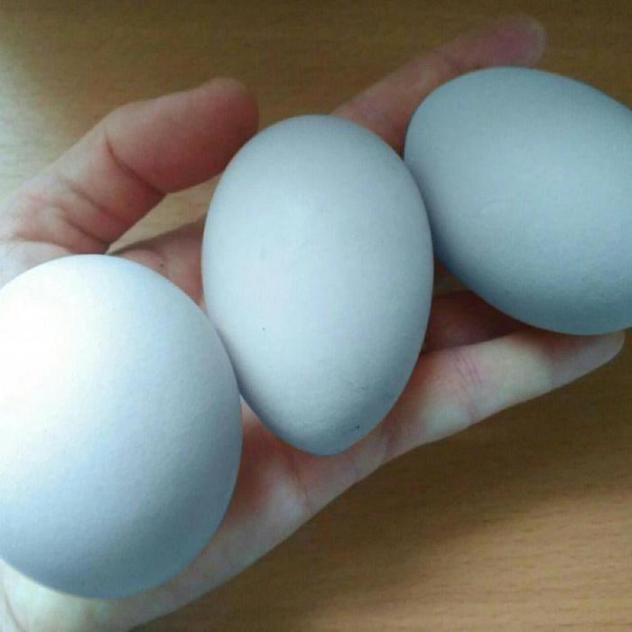 Пепельно голубая курица. Доминант GS 959. Цвет яйца. Доминант ГС 229 цвет яйца. Доминант 107 цвет яйца. Доминант голубой 107 яйца.