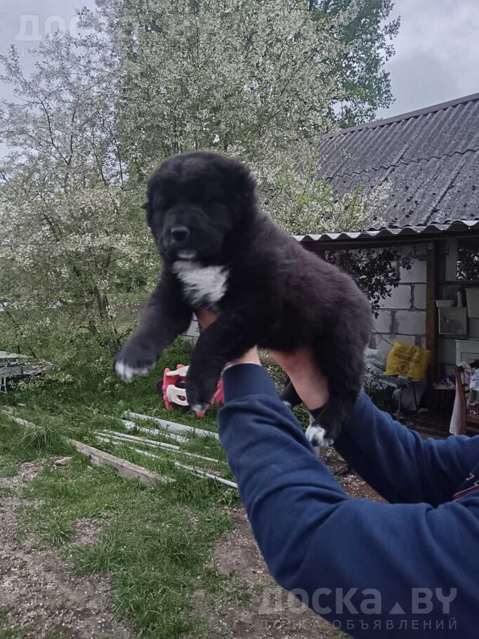 Среднеазиатская овчарка