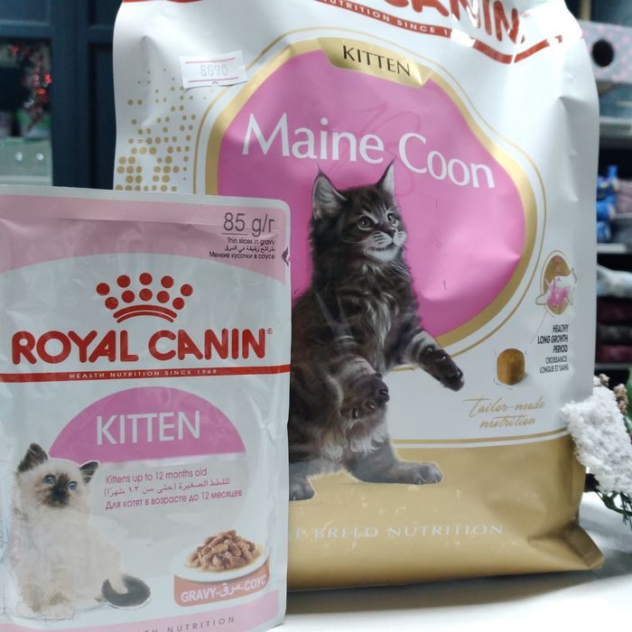 Royal canin maine coon