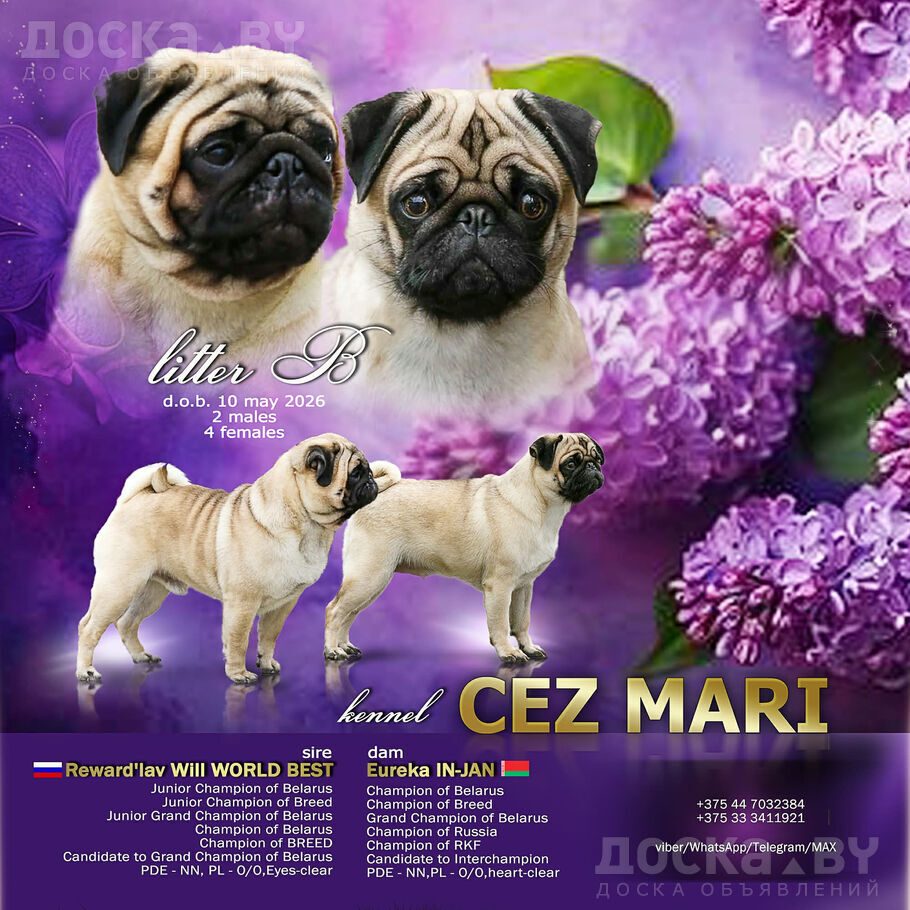 Мопс