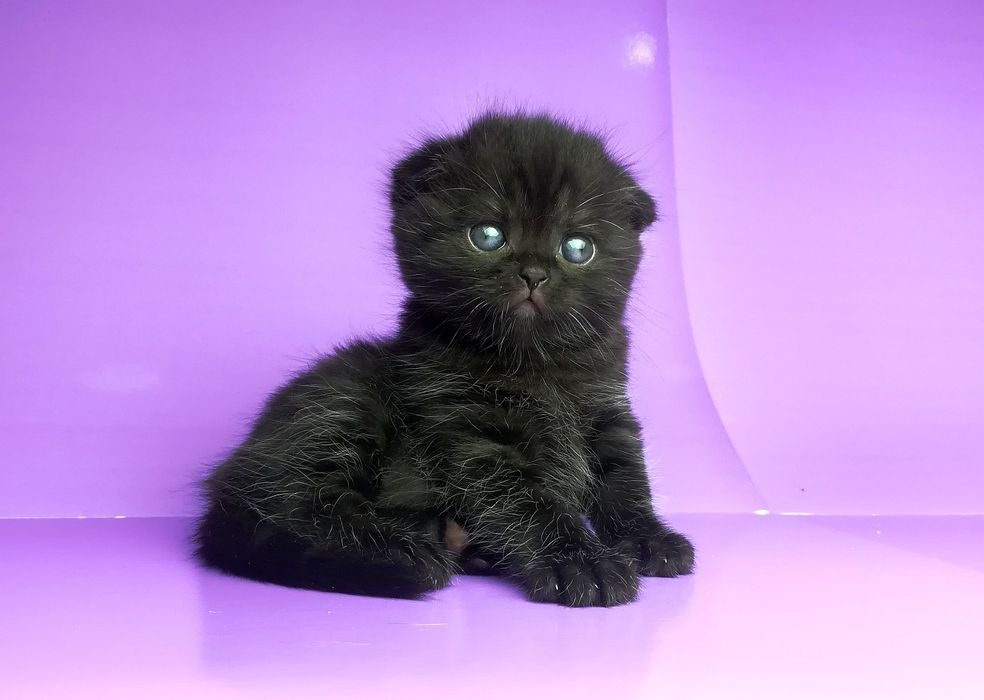 Фото черной шотландской вислоухой кошки