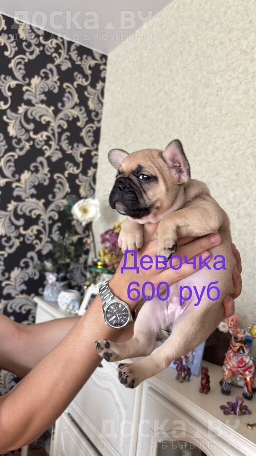 Французский бульдог