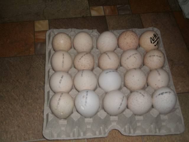 Купить инкубационное яйцо в липецкой области. Инкубационное яйцо индюков Биг-6. Инкубационное яйцо белой цесарки. Инкубация яиц цесарки. Инкубационное яйцо Волжской белой цесарки.