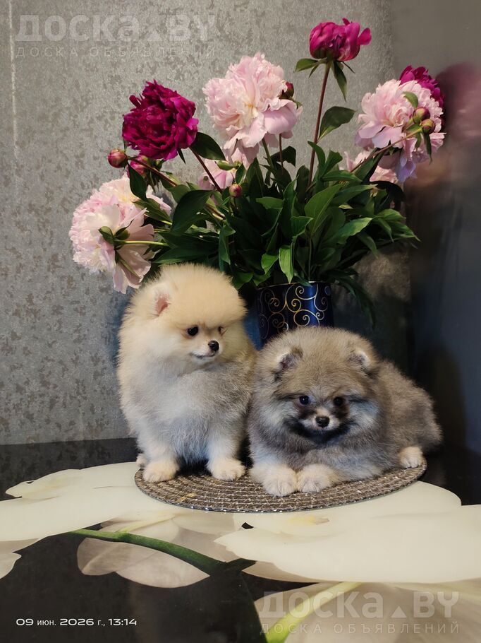 Померанский шпиц