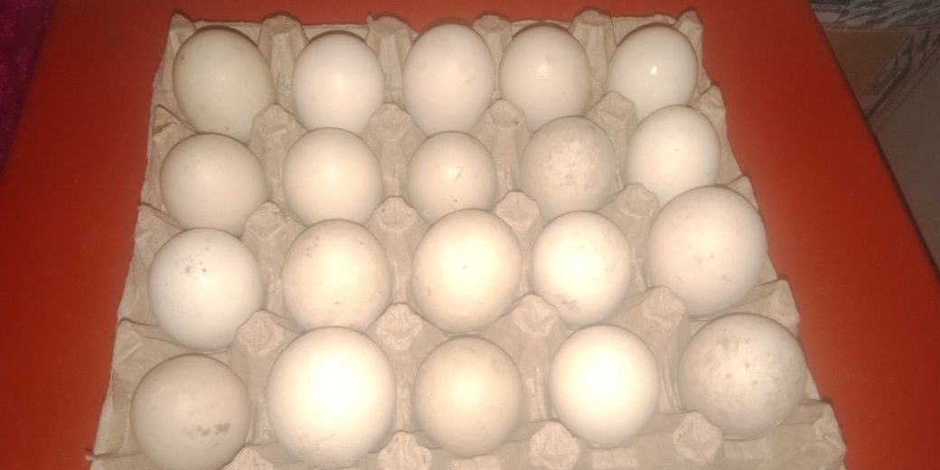 Инкубационное яйцо индоутки купить