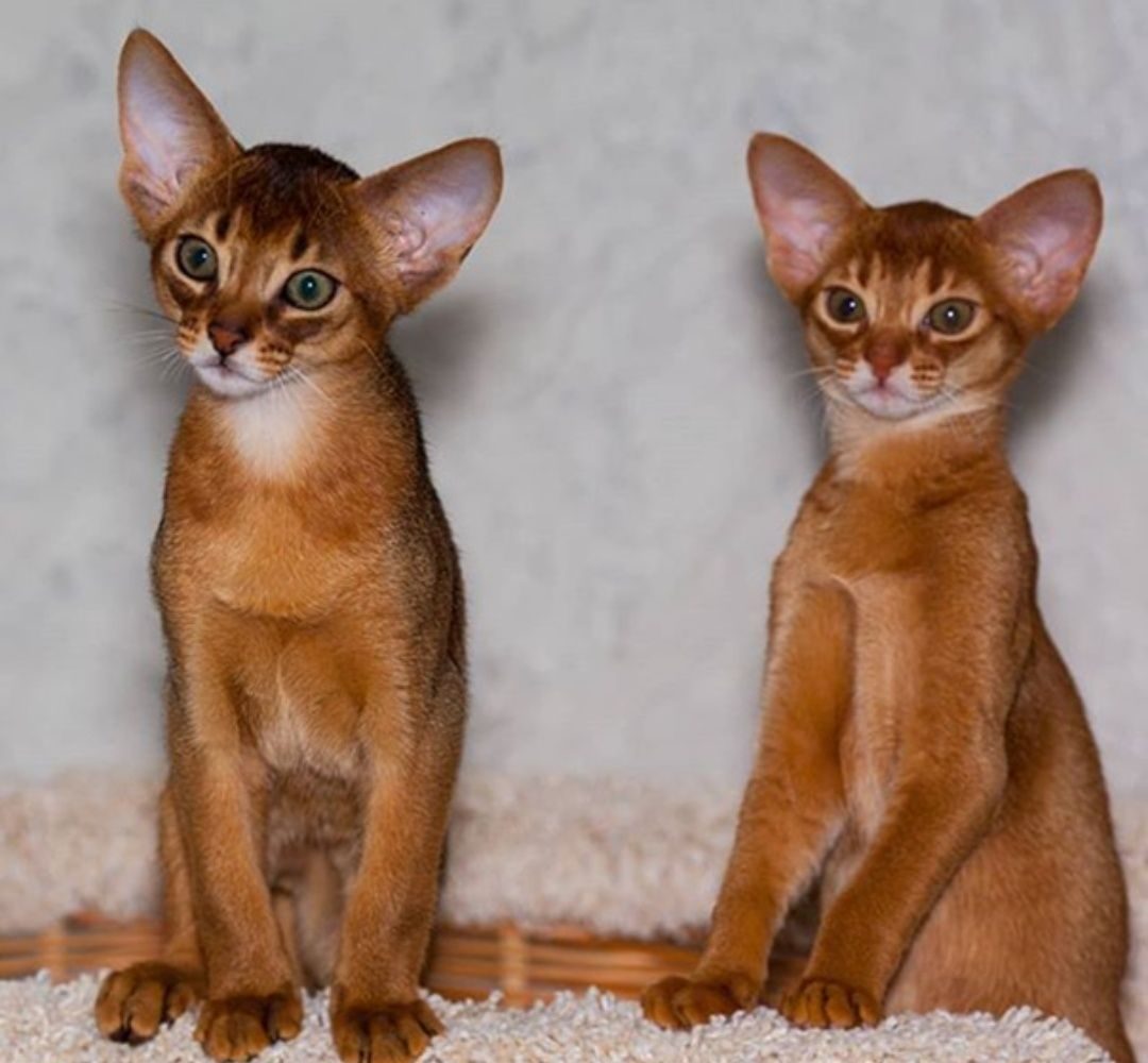 Порода кошек Абиссинская, Бурма,