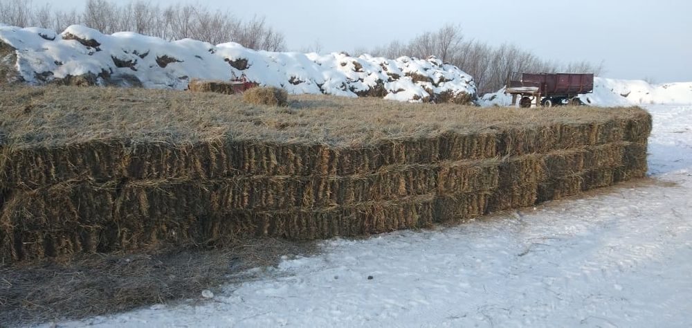 Источник 2021. Волгоградская область Октябрьский район згорело 1500 тюков Сюрдюков.