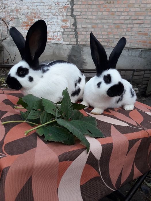Фото Немецкий Строкач