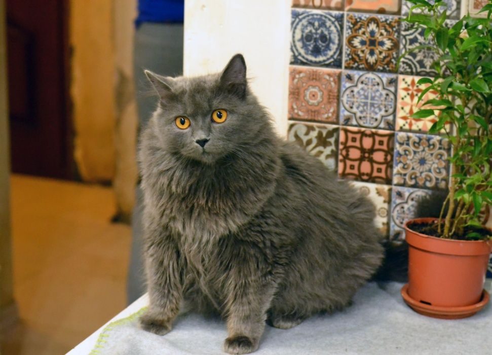 Кошка Шанель Фото