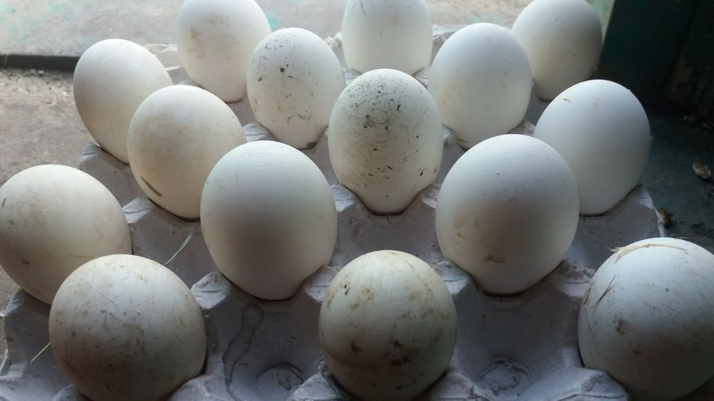 Воронеж купить инкубационное. Инкубационные яйца от гусей датский Легард. Серое крупное яйцо. Гусиные яйца по породам. Инкубаторские яйца.
