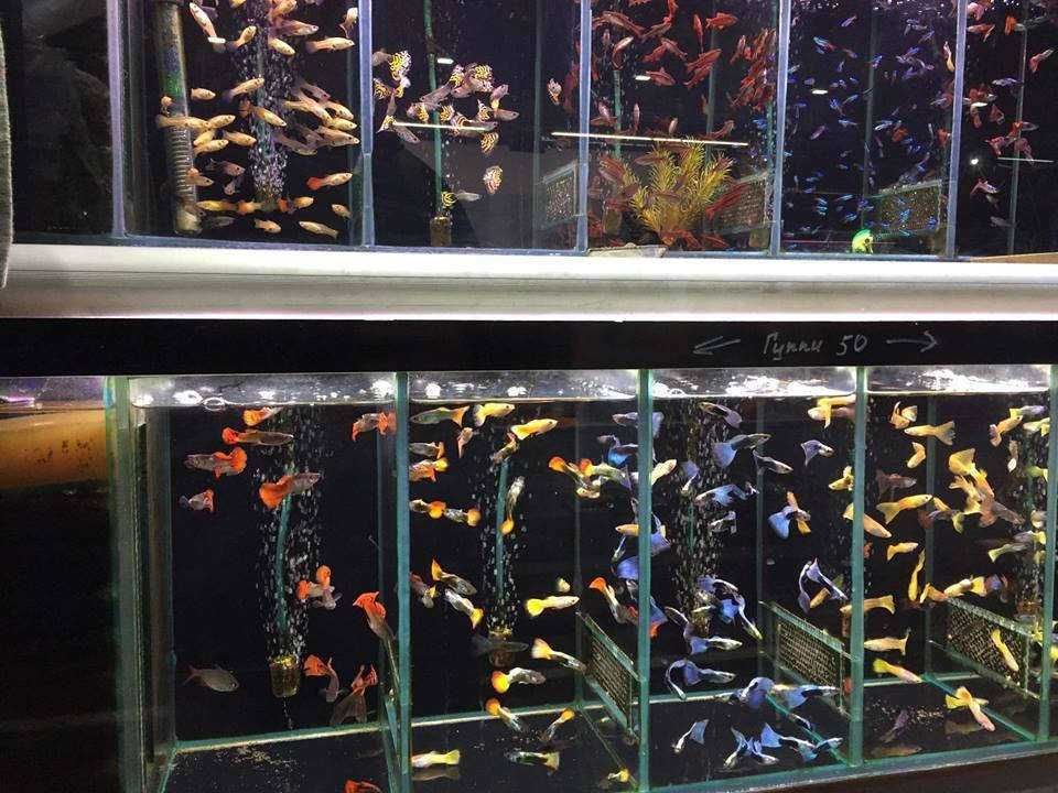Купить аквариумных рыбок в ростове