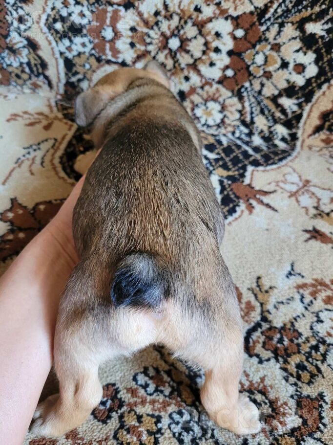 Французский бульдог