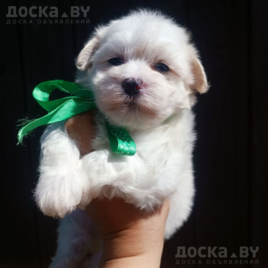 Мальтийская болонка