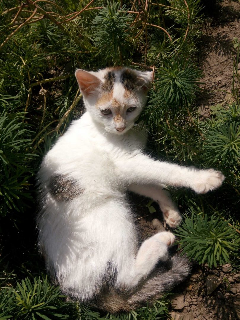 Кошеня трьохколірна киця