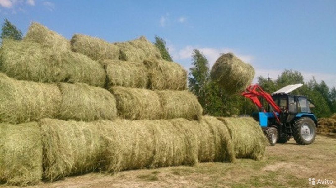Купить сено белгородская