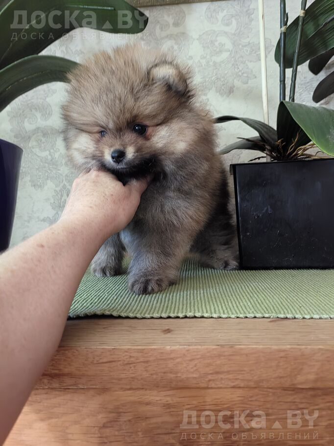 Померанский шпиц