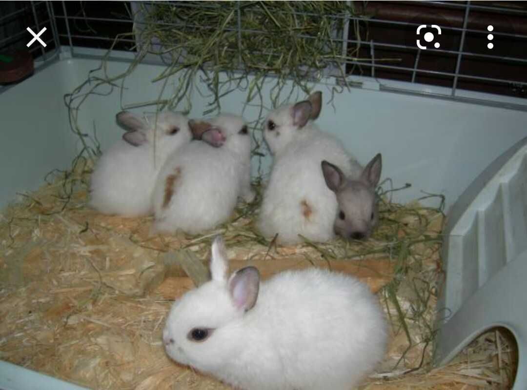 Держим кроликов дома. Кролик в квартире. Декоративные животные для содержания. Кормление кроликов. Разведение декоративных кроликов.