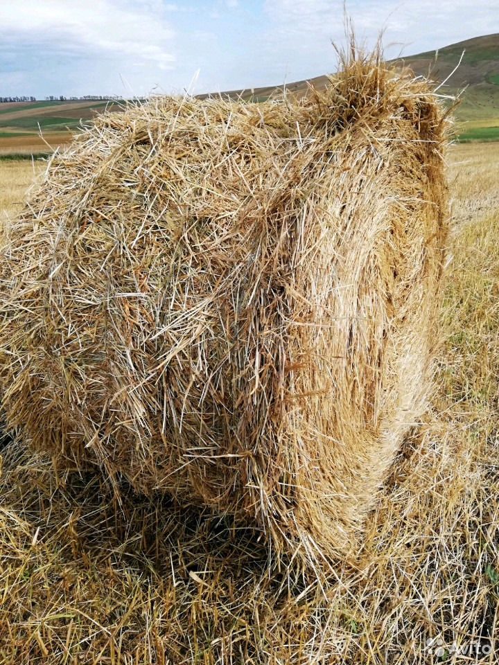 Солома Купить В Нижегородской Области