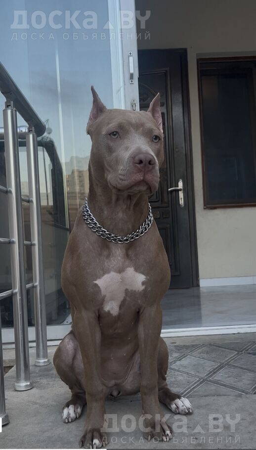 Американский питбультерьер