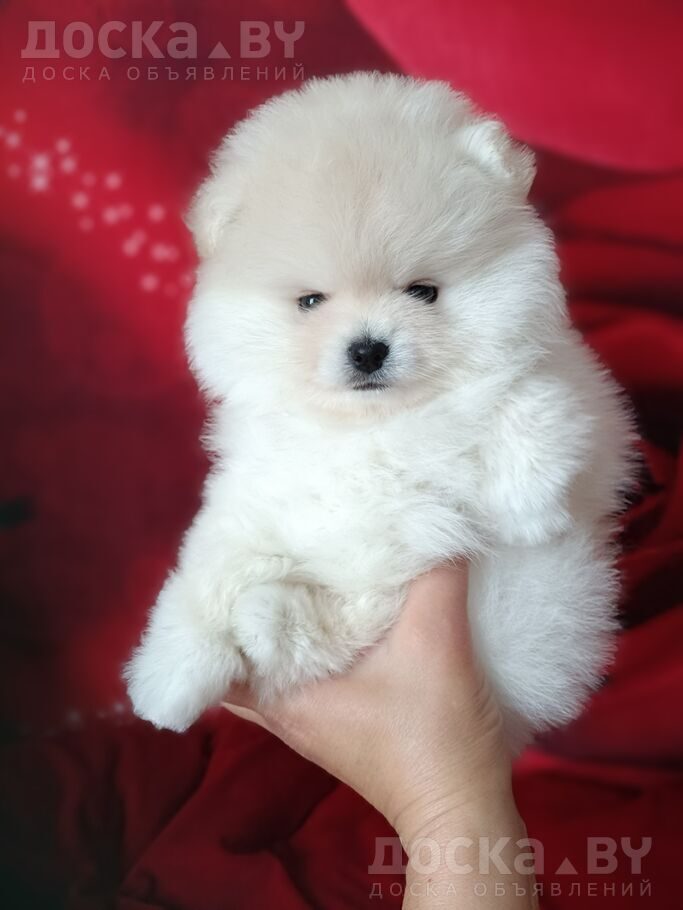 Померанский шпиц