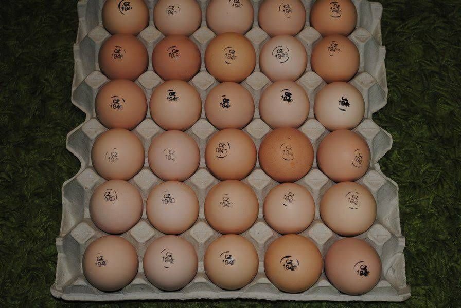 Купить яйцо инкубационное в нижегородской. Инкубационное яйцо Кобб 500. Инкубационное яйцо Росс 308. Яйцо инкубационное бройлера Чех. Инкубация яиц Кобб 500.