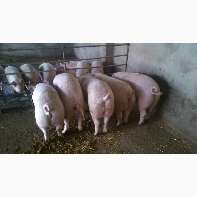 Сдам свинью. Закупаем свиней живым весом. Свинья Живая. Продается поросенок живым весом.