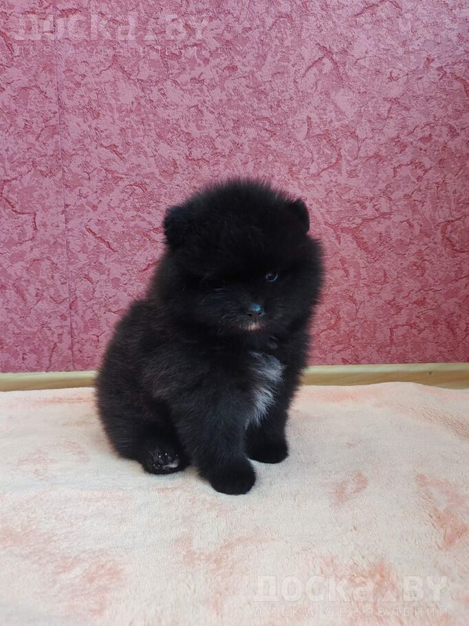 Померанский шпиц