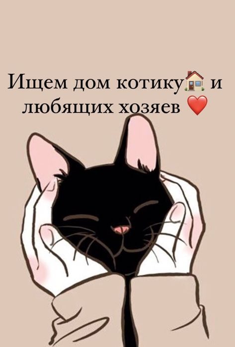 Хочу отдать кота