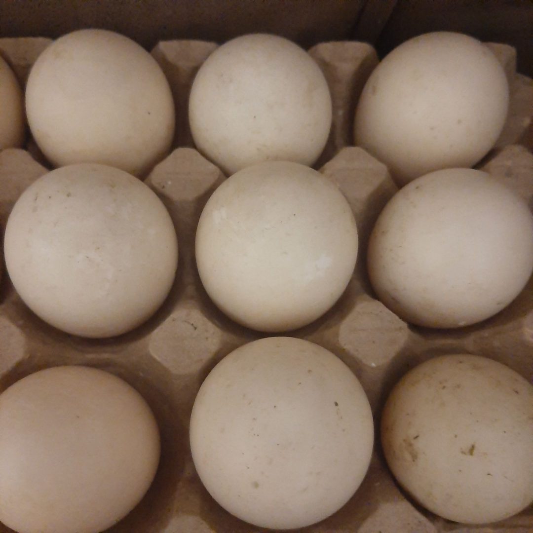 Яйца инкубационные купить сергиев посад. Инкубационное яйцо индоутки. Купить индоутки цена за 1 кг в Нижегородской области.