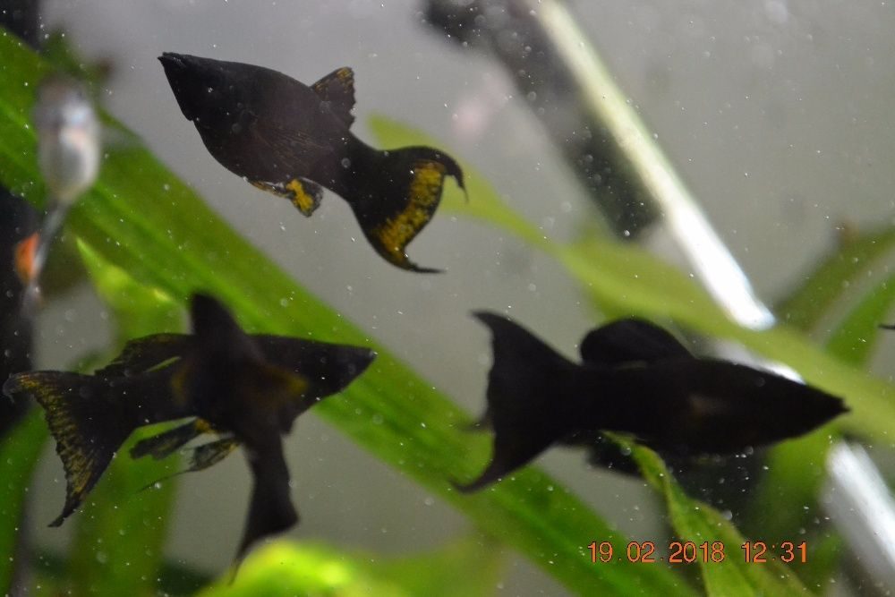 Как отличить моллинезий. Моллинезия аквариумная рыбка. Моллинезия сфенопс черно-Золотая.