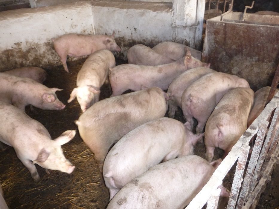 Свинья живым весом цена. Болезни молодняка поросят. Продам свинью живым весом. Катух для свиноматке и молодняка.