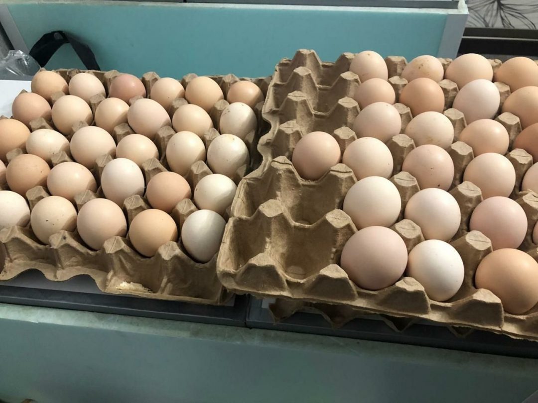 Кучинская яйцо. Инкубационное яйцо. Инкубационное яйцо брак. Доска для яиц. Яйцо инкубационное купить в белгородской области