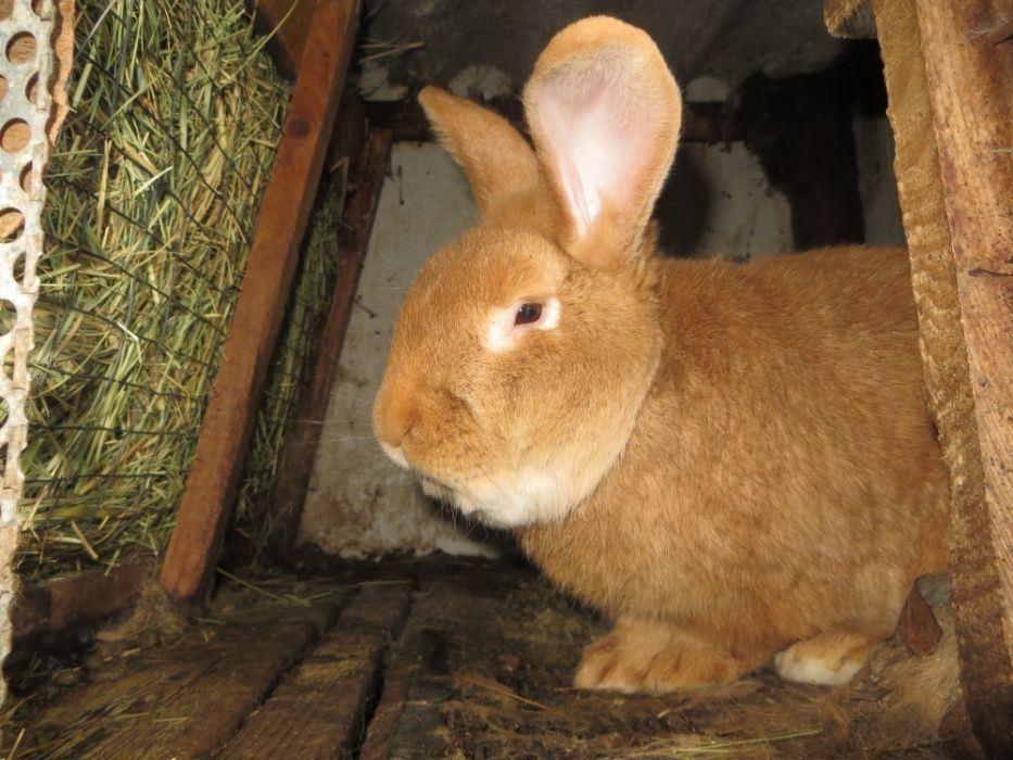 Купить кроликов в орле. Бургундский кролик. Бургундские+Калифорния крольчата. Бургундская порода кроликов. Белорусская линия Бургундские кролики.