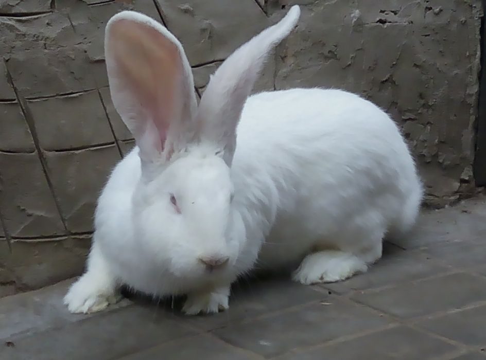 Купить кроликов французский. Кролик великан Ризен французский баран. Кролики породы Обер Ризен. Белые кролики порода Обер. Кролик французский великан.