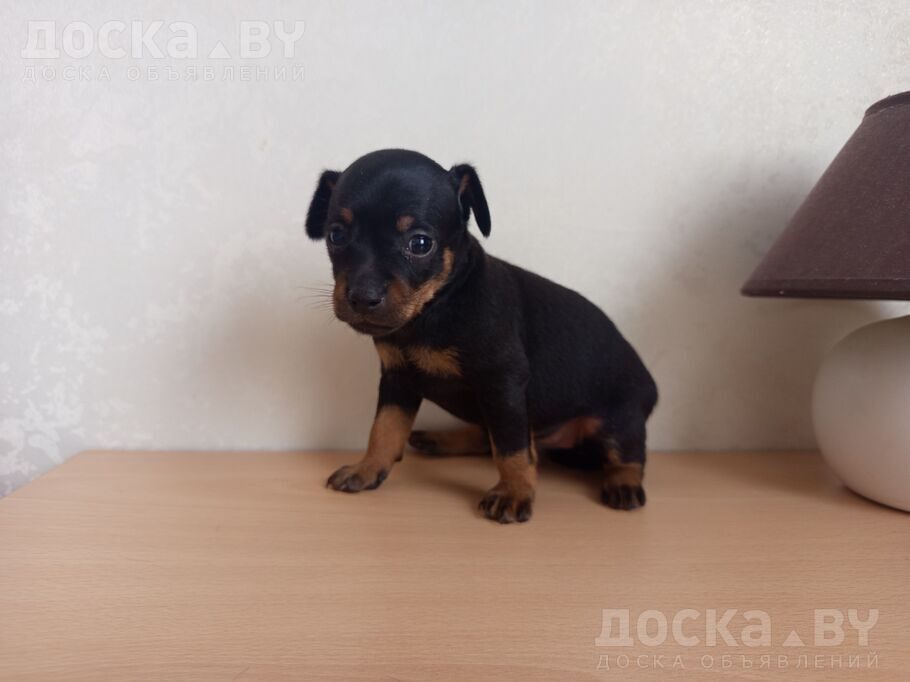 Русский гладкошерстный тойтерьер