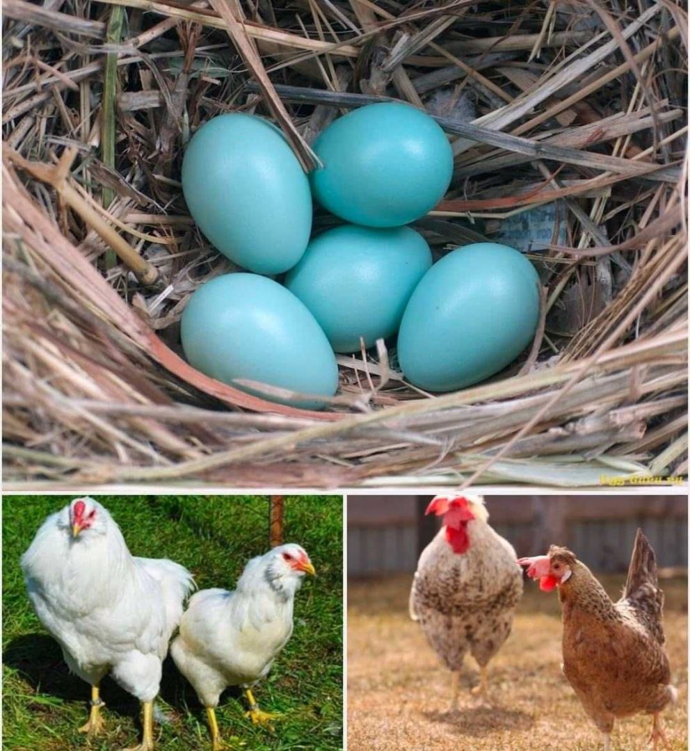 Фото кур несущих голубые яйца. Куры Доминант с голубым яйцом. Куры несушки с пасхальными яйцами. Куры которые несут голубые яйца. Голубые яйца куриные кто несет.