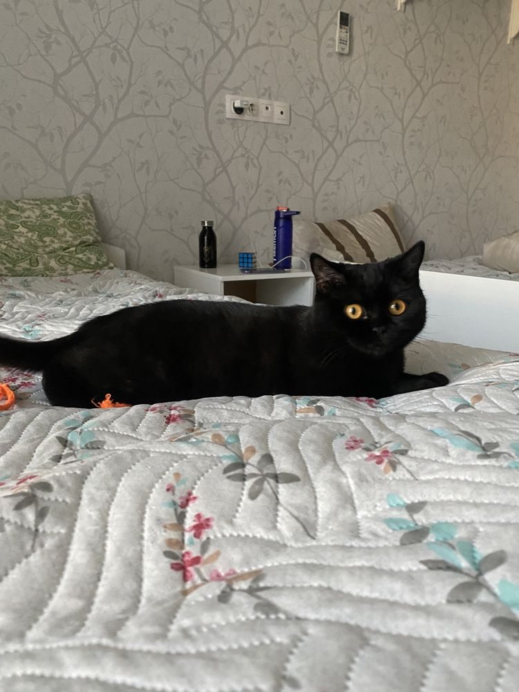 Продается черная, британская короткошёрстная кошка