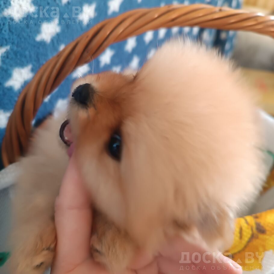Померанский шпиц