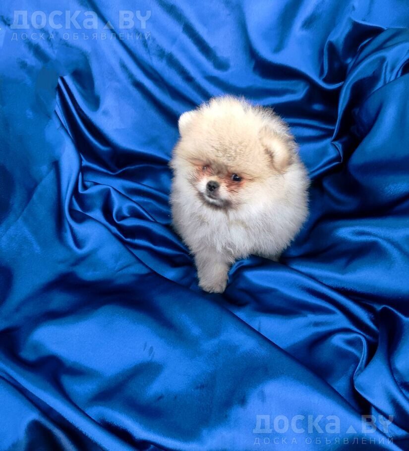 Померанский шпиц