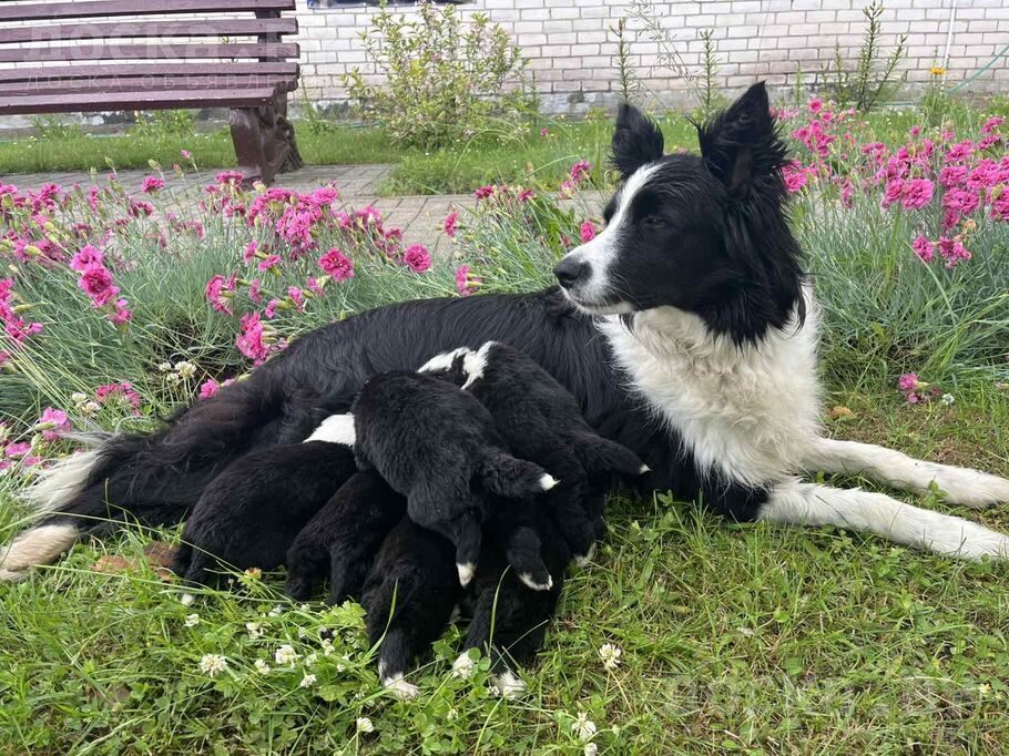 Длинношерстный колли