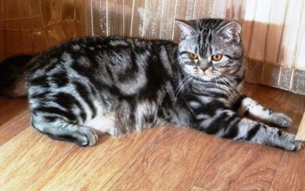 Фото шотландских котов прямоухих мраморного окраса
